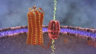 What is parathyroid hormone PTH  CENTER for Advanced Parathyroid Surgery [upl. by Albur]