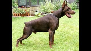 Legendary European Doberman  Fedor del Nasi [upl. by Aletsirc]