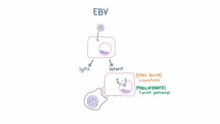 Epstein Barr Virus EBV and Cancer [upl. by Meid]