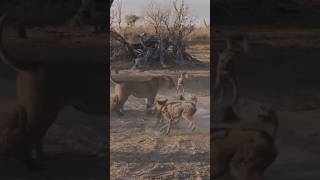 Lioness Defends Her Cub Against a Pack of Wild Dogs [upl. by Francois]