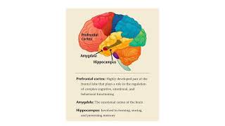 Raine et al 1997 Brain Abnormalities in Murderers Indicated by Positron Emission A2 Psychology [upl. by Idnib]