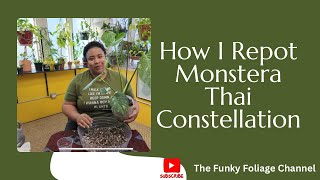 How I Repot a Monstera Thai Constellation [upl. by Marcie]