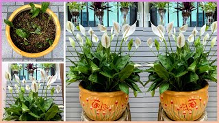 This is the simplest way to grow flowers a tip to help your home space become warm [upl. by Der]