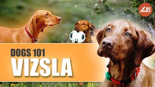 Discover the World of VIZSLA Dogs  A Comprehensive 101 Breed [upl. by Yemar]