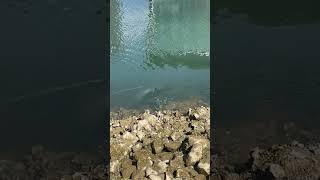 Cormorant Diving UP CLOSE cormorant birds aquaticbirds nature water animals pacificnorthwest [upl. by Carboni]