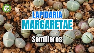 Semilleros de Lapidaria Margaretae [upl. by Cirederf930]