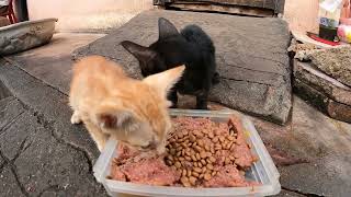 feed kitten stay with grandma at pagoda [upl. by Ainsworth]