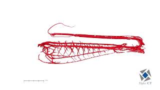 MicroCT of a Grasshopper Leg  Tracheal Tubes Gas Exchange [upl. by Johnsten]