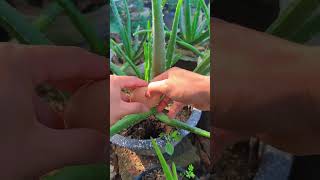 Aloe vera care tips Easy and doesnt take much time shorts [upl. by Stock644]