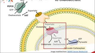 Gluconeogenesis part 2 of 3 Malate  Aspartate Shuttle System [upl. by Georgette]