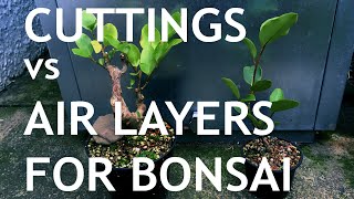 Cuttings vs Air Layers for Bonsai  New Zealand Broadleaf [upl. by Alletse200]