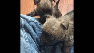 Cairn Terrier Puppies H Litter Vom Zauberberg [upl. by Brooks740]