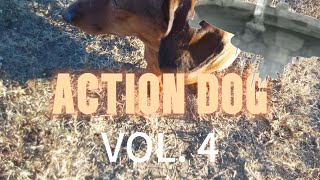 ACTION DOG Volume 4 [upl. by Roberta]