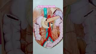 Anatomy book  mbbs  bsc nursing  paramedical  Anatomy book 1st Year  kgmu [upl. by Aillicirp830]