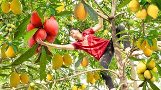 Harvesting Chicken Egg Fruit Lucuma Fruit Go to sell amp Build a cooking stove and bone cellar [upl. by Renba]