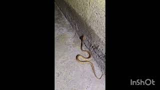 ANDAMAN PITU VIPER VENOM HEMOTOXIC ENDEMIC TO ANDAMAN RESCUED FROM THE HOUSE OF SHRI SUBRATA BASU [upl. by Ahselaf]