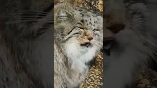 Discover the Adorable Pallass Cat The Wild Manul You Cant Keep as a Pet [upl. by Skurnik858]