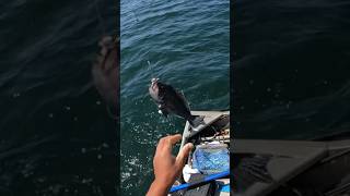 Black sea bass fishing [upl. by Yrdnal]