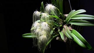 How I grow and bloom Bulbophyllum medusae [upl. by Linea]