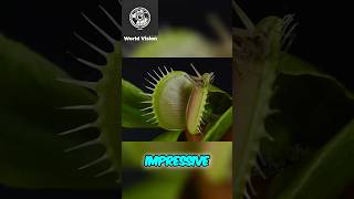 A PLANT CAN EAT WHAT Check out these Carnivorous Plants [upl. by Karas]