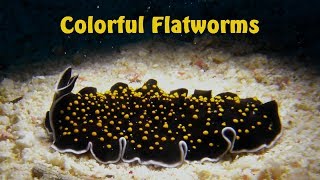 Colorful Marine Flatworms  20 species  Turbellaria  MeeresStrudelwürmer [upl. by Ithaman604]