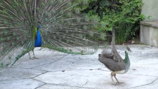 Peacock and Peahen Display 2 [upl. by Clementina984]