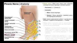 Phrenic Nerve  Functions Course amp Impact of C3C5 SCIs [upl. by Ahtibat956]