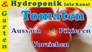 Tomaten Anbauen durch Samen säen pikieren tiefer setzen aufziehen Folge einfach diese Schritte [upl. by Gwennie505]