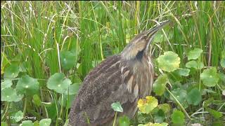 American Bittern Botaurus lentiginosus [upl. by Matusow207]