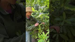 How To Prune A Rhododendron A Little Bit To Keep Its Shape And Looking Good [upl. by Brittney655]