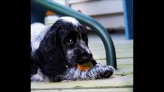 My Blue Roan English Cocker Spaniel growing up [upl. by Newberry709]