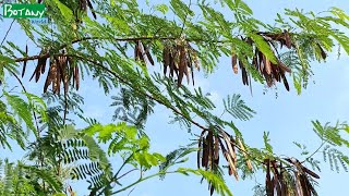 Leucaena leucocephala  Wild tamarind  White Babool  सफ़ैद बबूल  સુબાવળ  সুবাবূল [upl. by Cuthburt600]