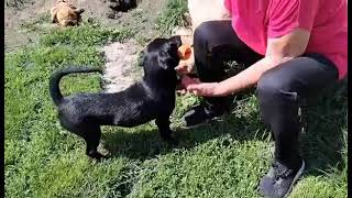 Tierschutzhund Pipec sucht ein Zuhause [upl. by Conners]