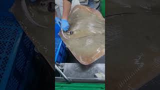 cut 30kg sting ray fypシ゚viral cuttingskils stingrays [upl. by Aronoel729]