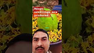 Production of mango seedlings from mango gardening plants youtube [upl. by Lleirbag]