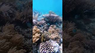 Snorkeling Murex Bangka House Reef scubadiving shorts [upl. by Helaina]