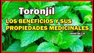 TORONJIL LOS BENEFICIOS Y SUS PROPIEDADES MEDICINALES [upl. by Handler847]