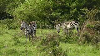 Burchells Zebra Equus quagga burchellii Lake Mburo National Park Uganda [upl. by Eserehc]