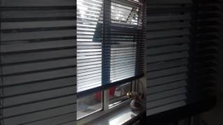 WARNING ABOUT HILLARYS BLINDS REVIEW [upl. by Tenrag]