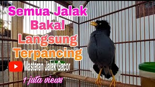 Suara Khas Jalak Kebo Untuk Pancingan Jalak Kebo Muda Dijamin Pasti Cepat Nyaut [upl. by Aietal]