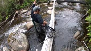 Nice trout on the Taggerty River [upl. by Kono]