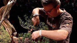 Giacomo Pappalardo Bonsai demo [upl. by Shane]