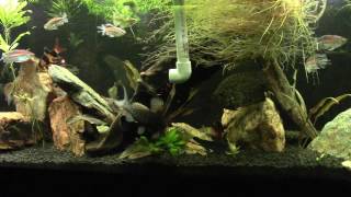 Feeding My Peters Elephantnose Fish Bloodworms [upl. by Asirram]