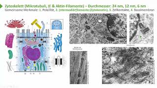 Allgemeine Histologie I EpithelienGemeinsame Merkmale  Intermediärfilamente I Prof Dr med Wirth [upl. by Enialb]