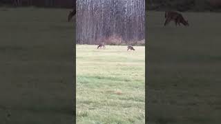 Handful of Doe’s by the River [upl. by Rufford]