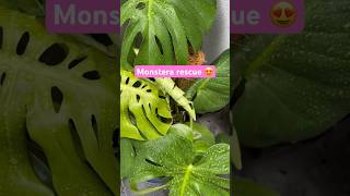 Full monstera deliciosa plant rescue update monstera monsterplant plantspot plants [upl. by Trilby]