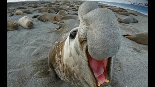 Elephant Seal Fight Robot Spy Penguin Needs Backup From Spy Elephant Seal [upl. by Andras294]