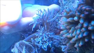 How To Remove Anthelia from rock in your Marine Aquarium [upl. by Sev]