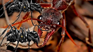 bull ant vs bullet ant  Brave Bull Ant sting and bite bullet ants eating [upl. by Rovit]