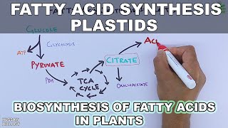 Fatty Acid Synthesis in Plastids [upl. by Llehcor]